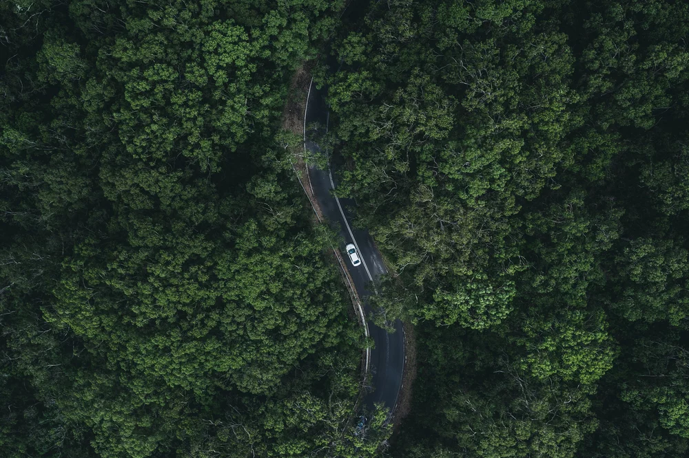 samochód jadący przez las